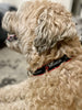AMAROK Dog Collar